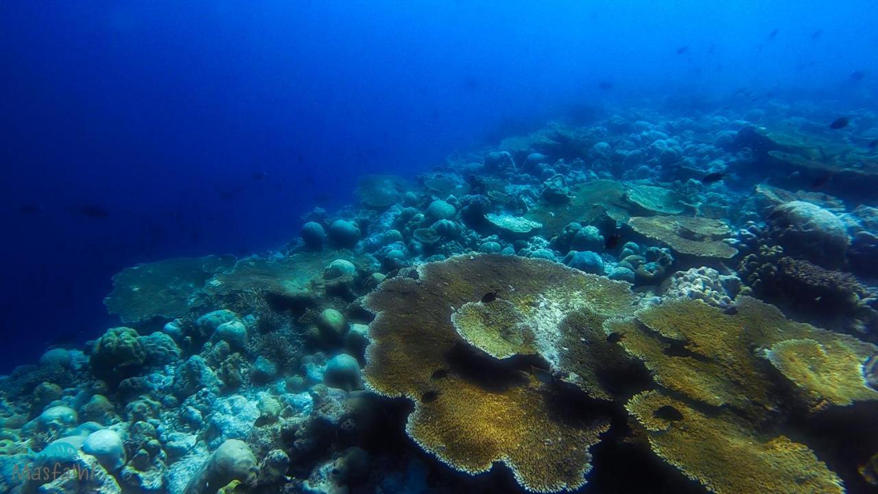Masfalhi View Inn Felidhoo Kültér fotó